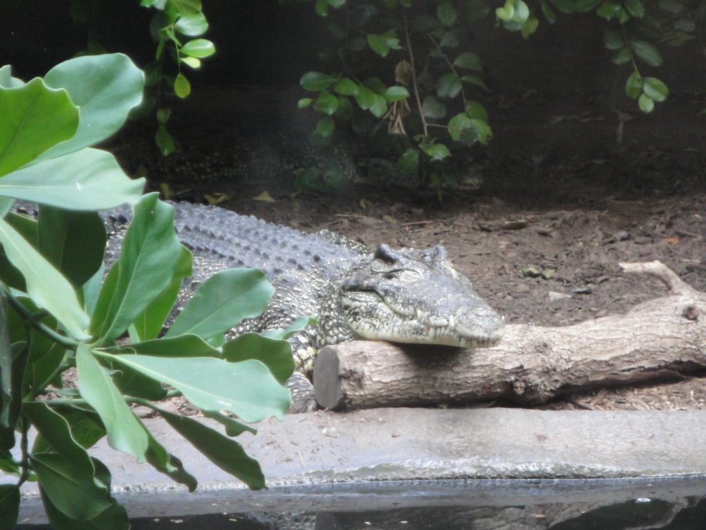 flip a zoo alligator