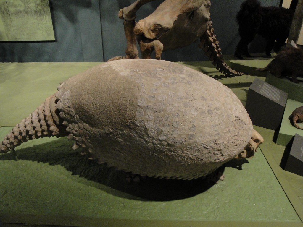 Glyptodont Fossil (giant Armadillo) | Ginjer Clarke